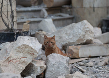 Foto: Anadolija/Oğuz Yeter